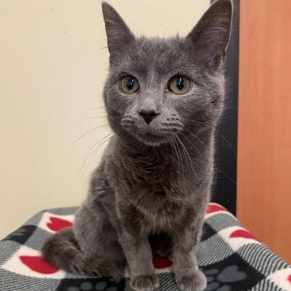 Salem, adopted, Kitten Female Domestic Short Hair.