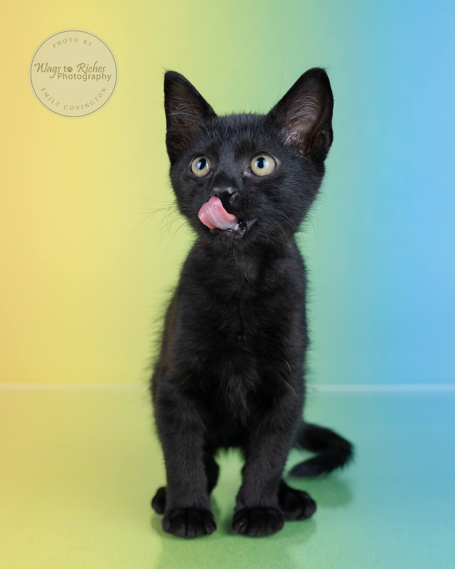 Lilah, a Adoptable mixed breed in Johnston , RI image 3/6