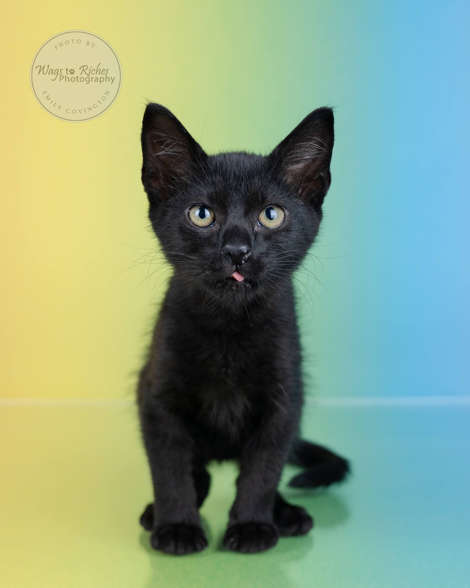 Lilah, a Adoptable mixed breed in Johnston , RI image 1/6