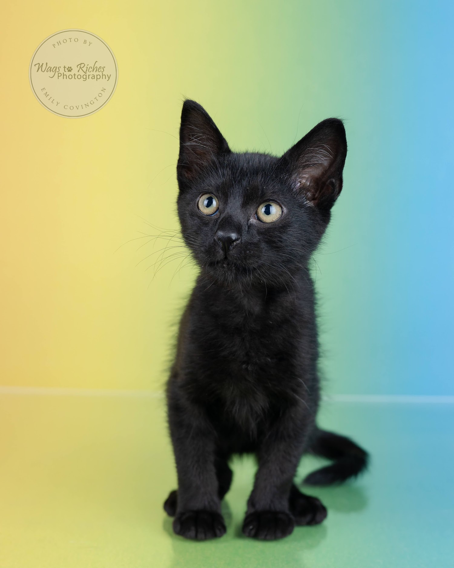 Lilah, a Adoptable mixed breed in Johnston , RI image 4/6