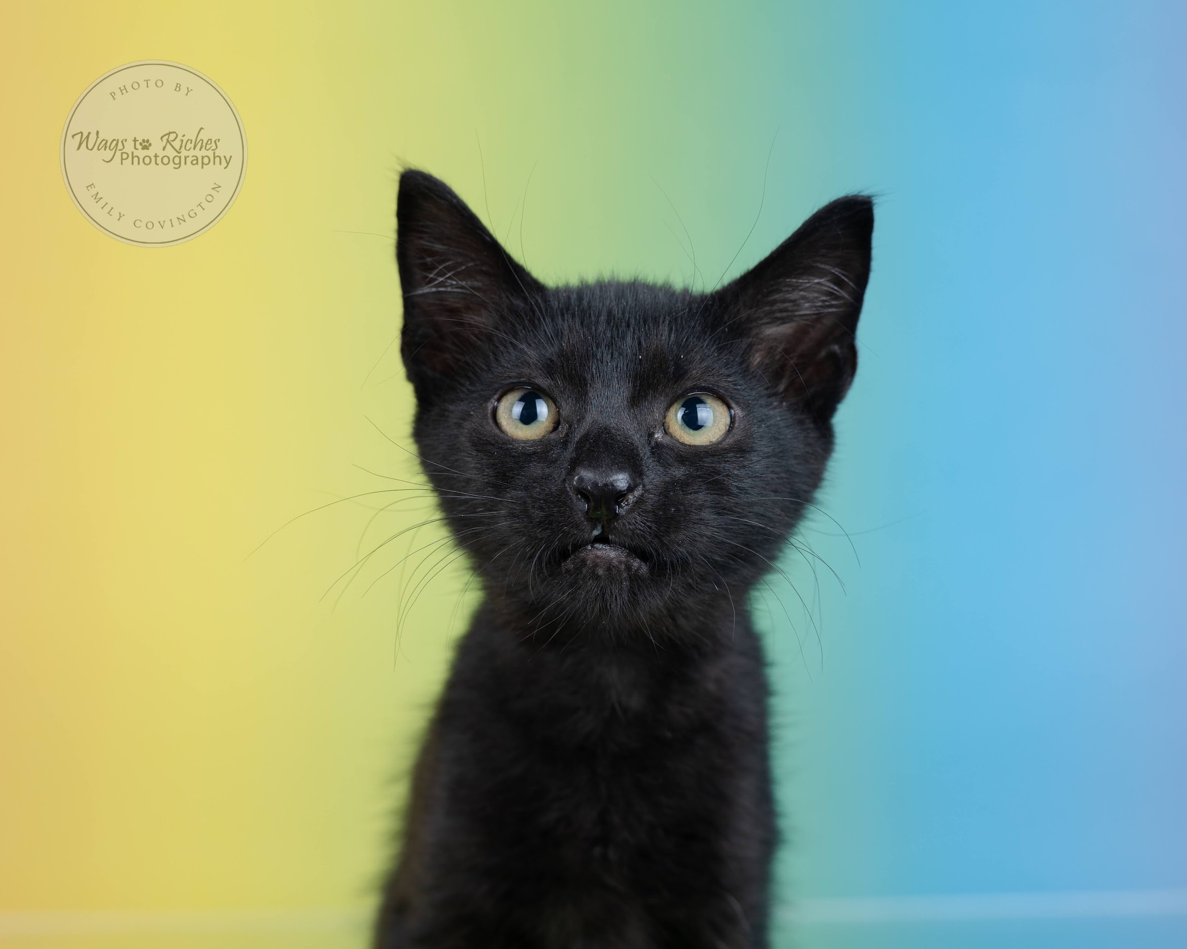 Lilah, a Adoptable mixed breed in Johnston , RI image 5/6