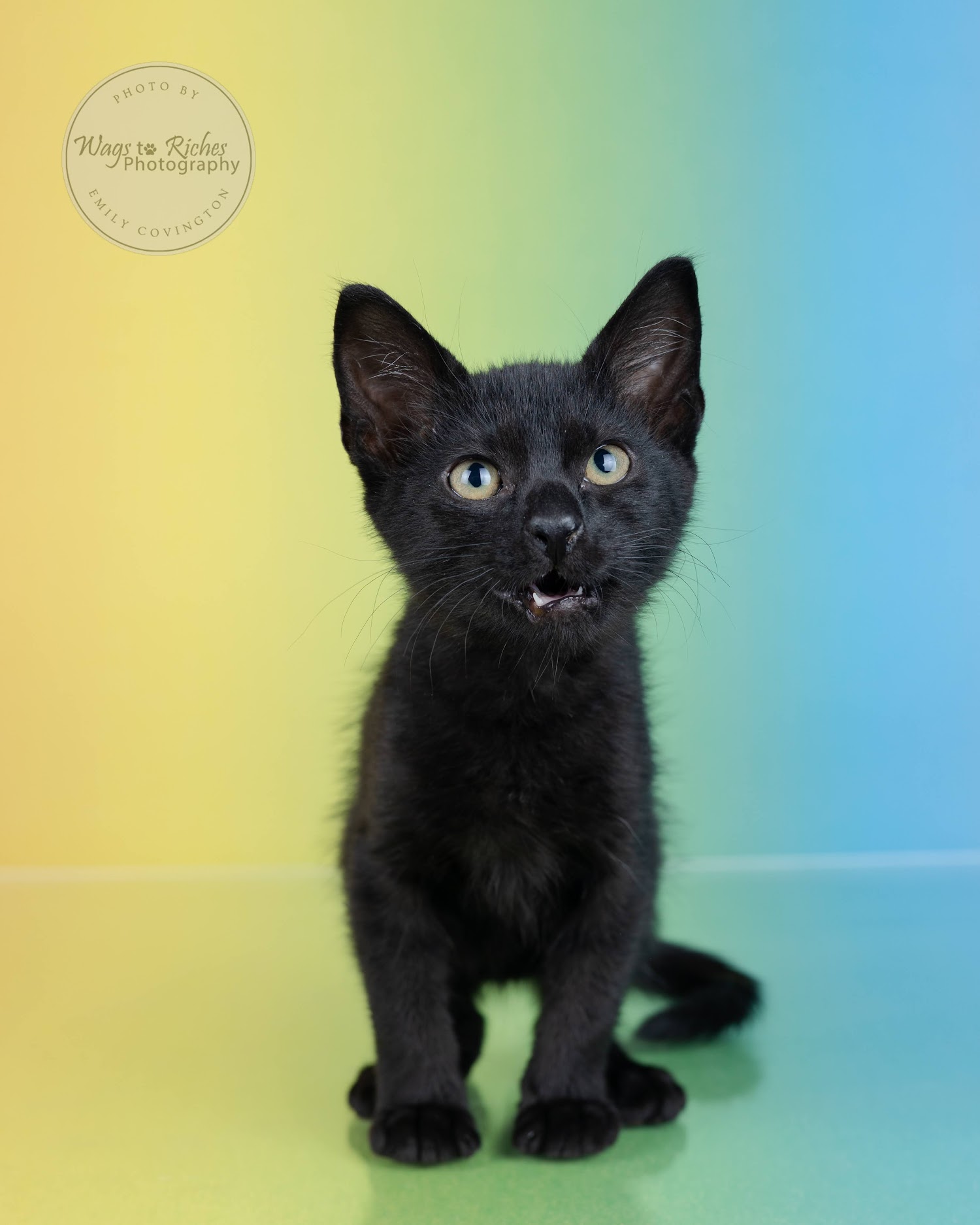 Lilah, a Adoptable mixed breed in Johnston , RI image 6/6