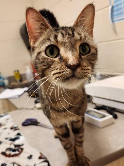 Enlarge Tilly Bean, a Adoptable mixed breed in Westland, MI image 1/3