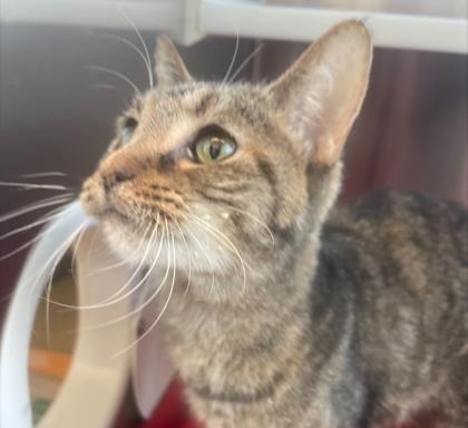 Enlarge Tilly Bean, a Adoptable mixed breed in Westland, MI image 2/3