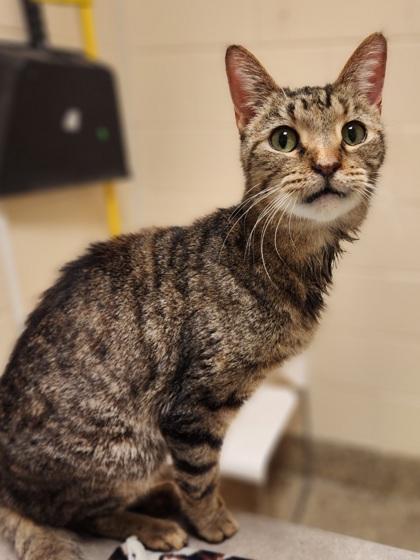 Enlarge Tilly Bean, a Adoptable mixed breed in Westland, MI image 3/3
