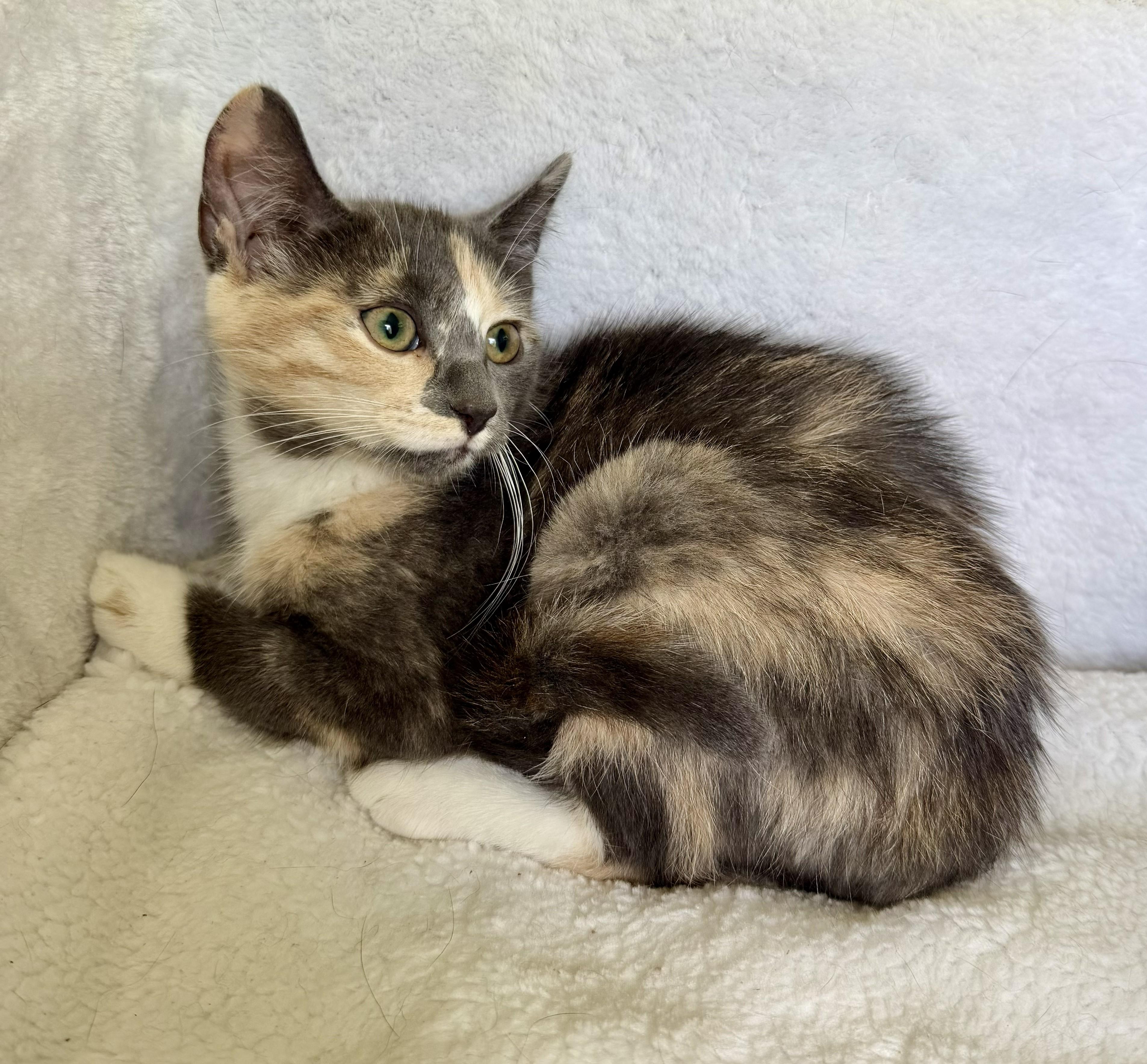 Enlarge Zoe, a Adopted Domestic Short Hair in Wayne, NJ image 3/3