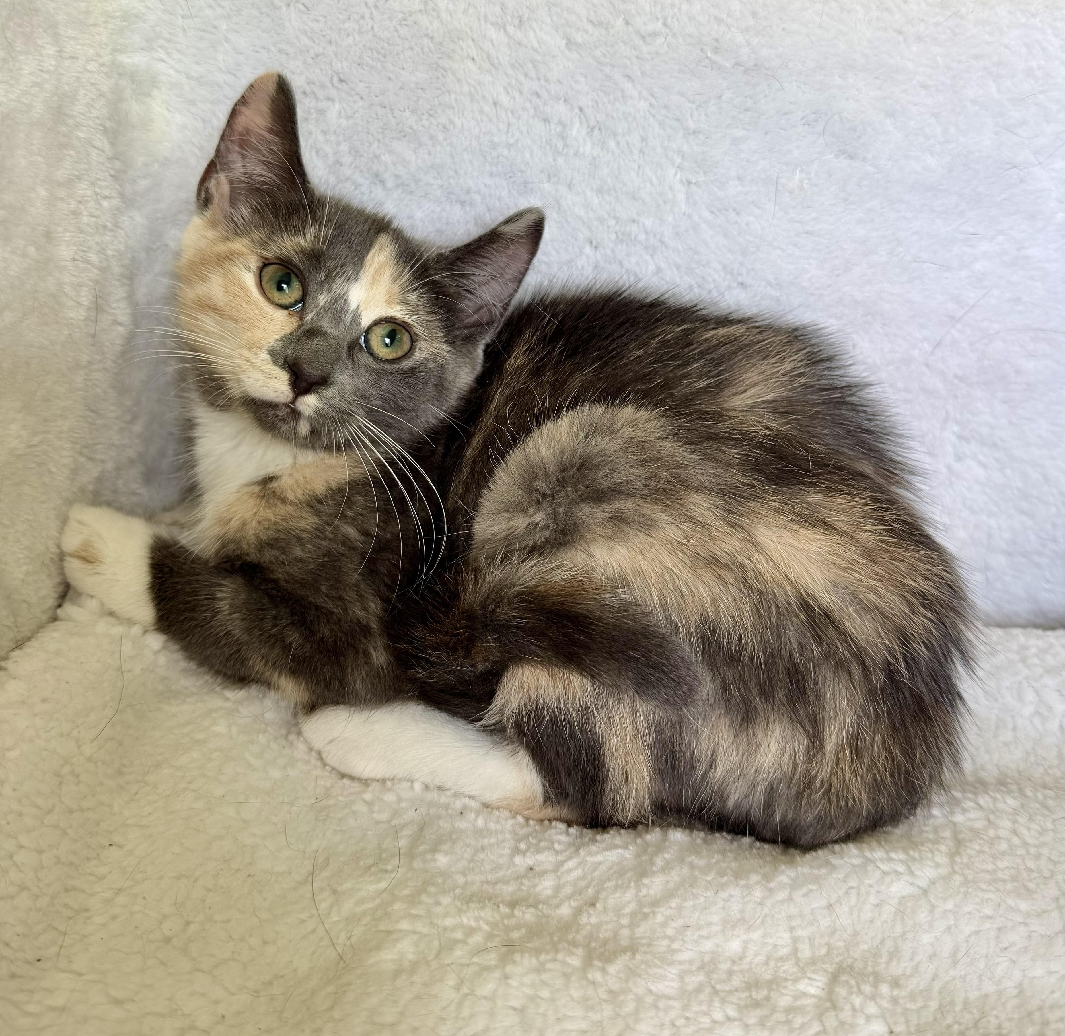 Zoe, Adopted, Kitten Female Domestic Short Hair.