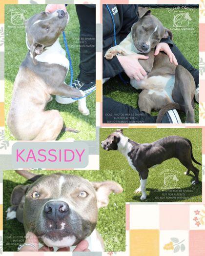 KASSIDY, Adoptable, Adult Female American Staffordshire Terrier & Mixed Breed.