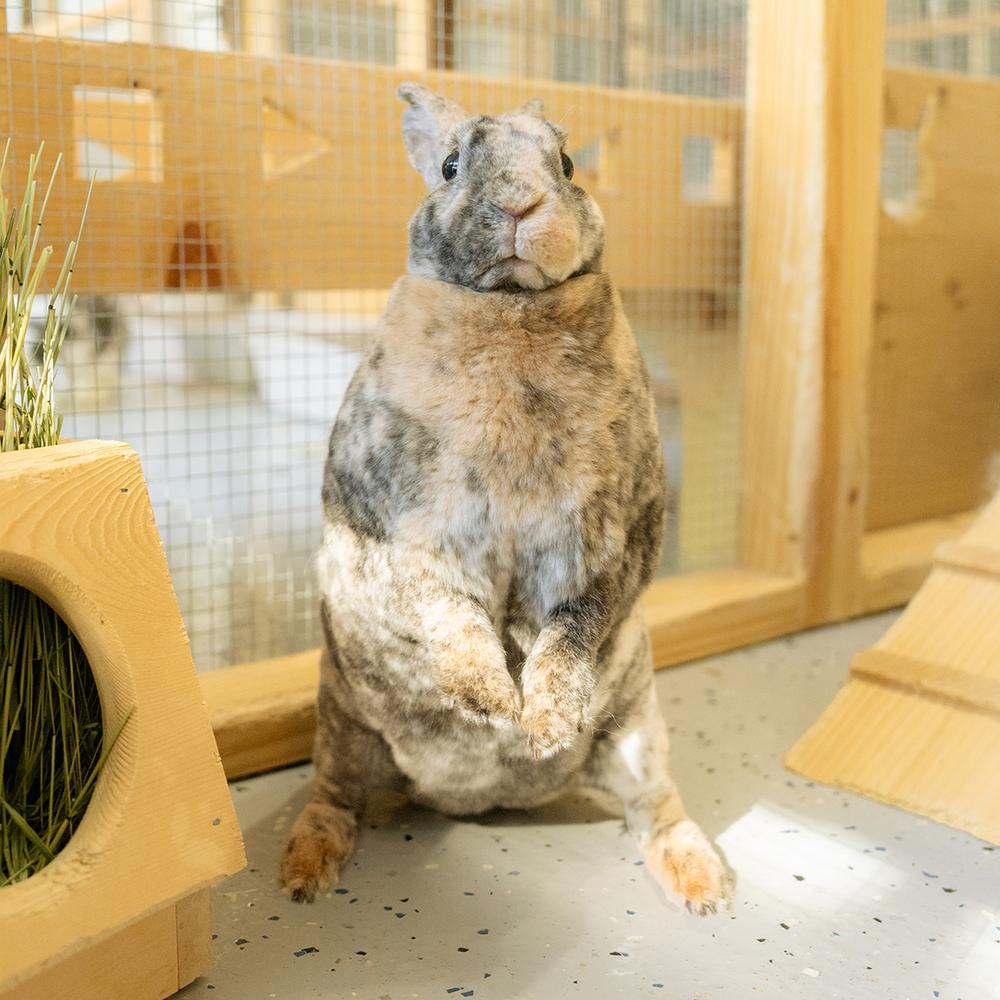 Vivi, Adoptable, Adult Male Rex.