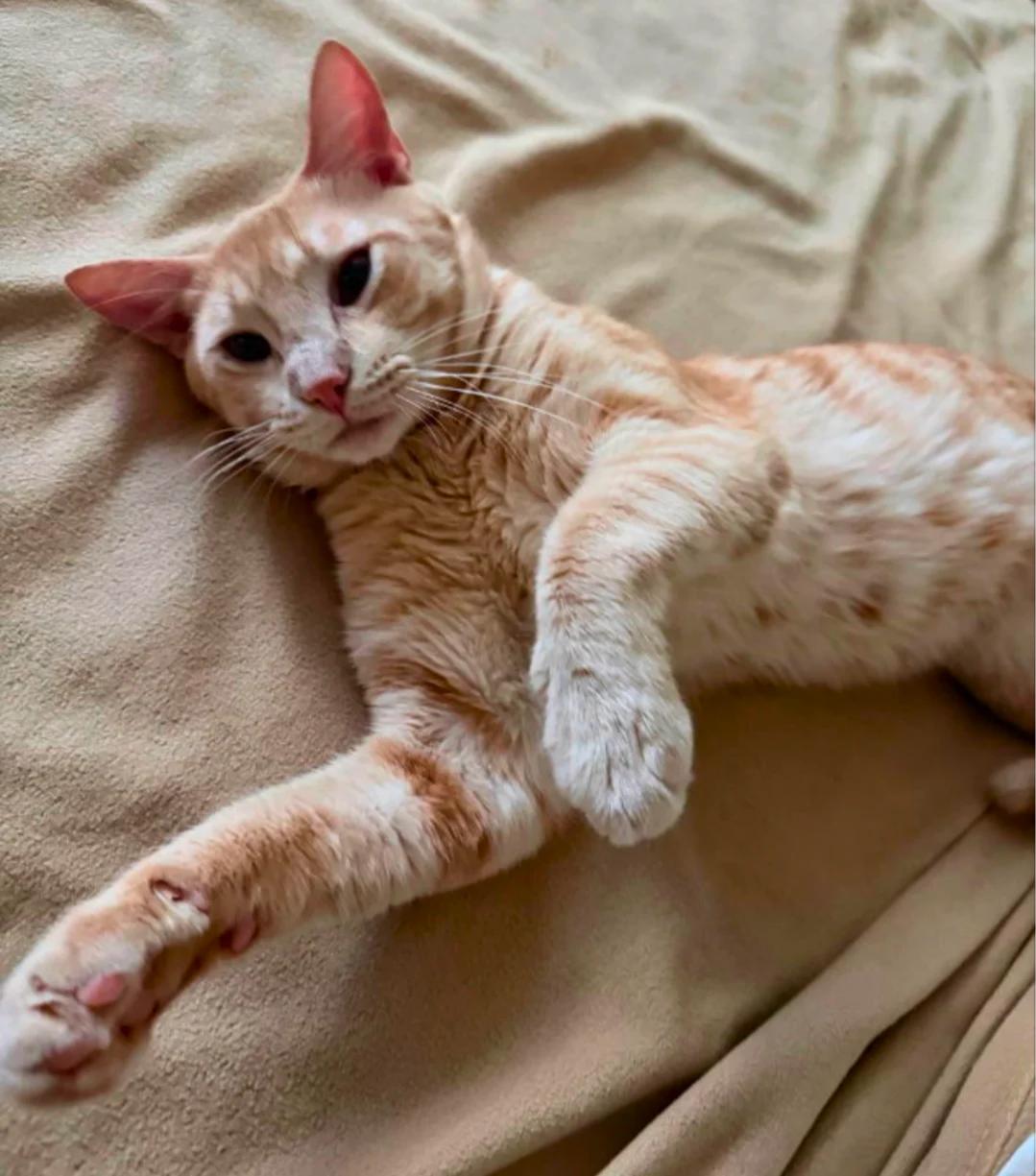 Thor, Adoptable, Kitten Male Tabby.
