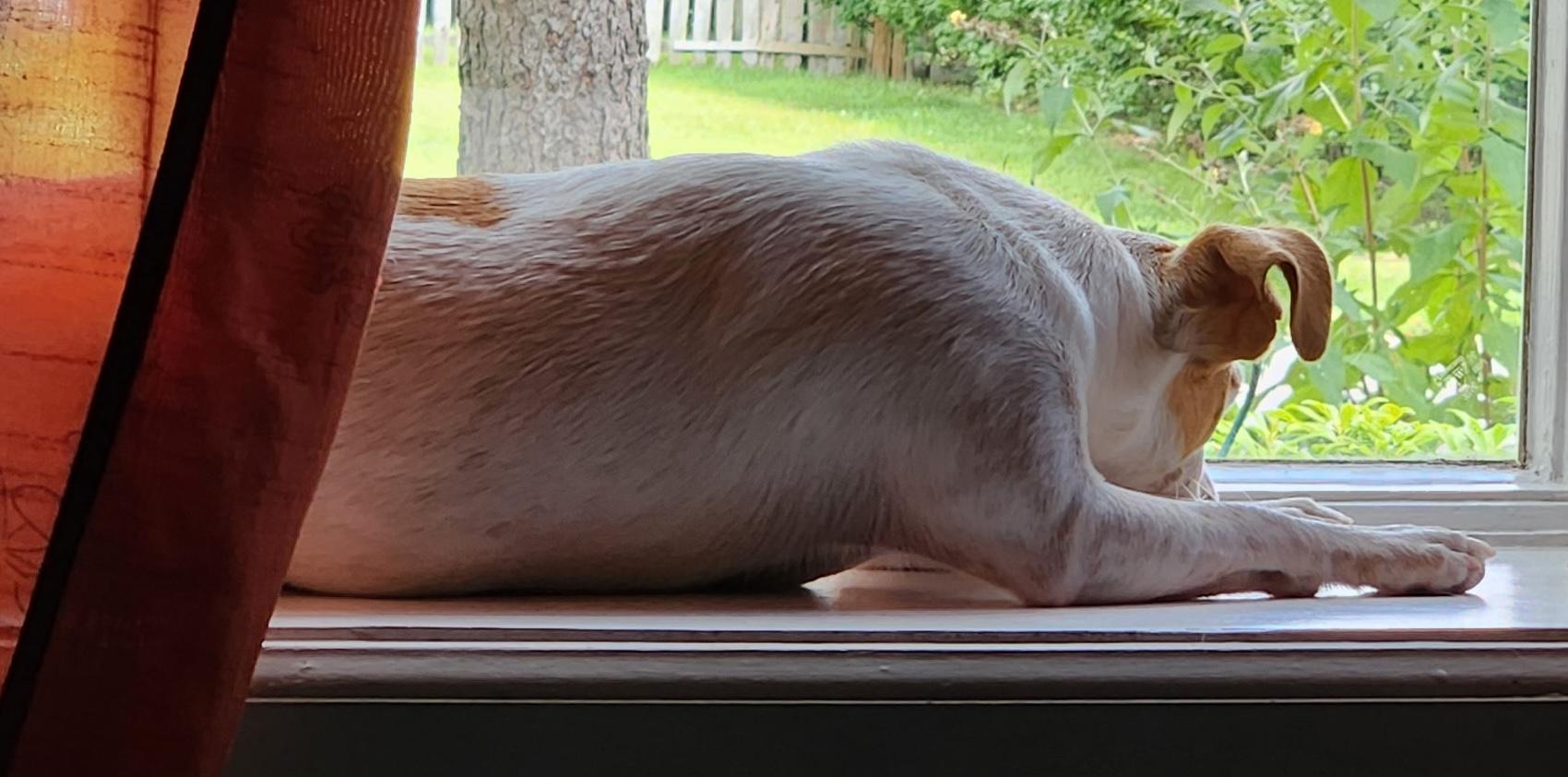 Peanut