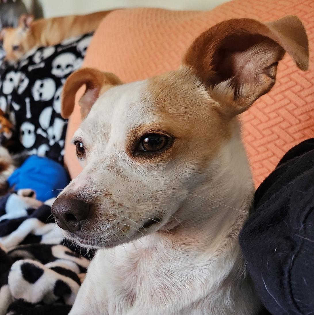 Peanut