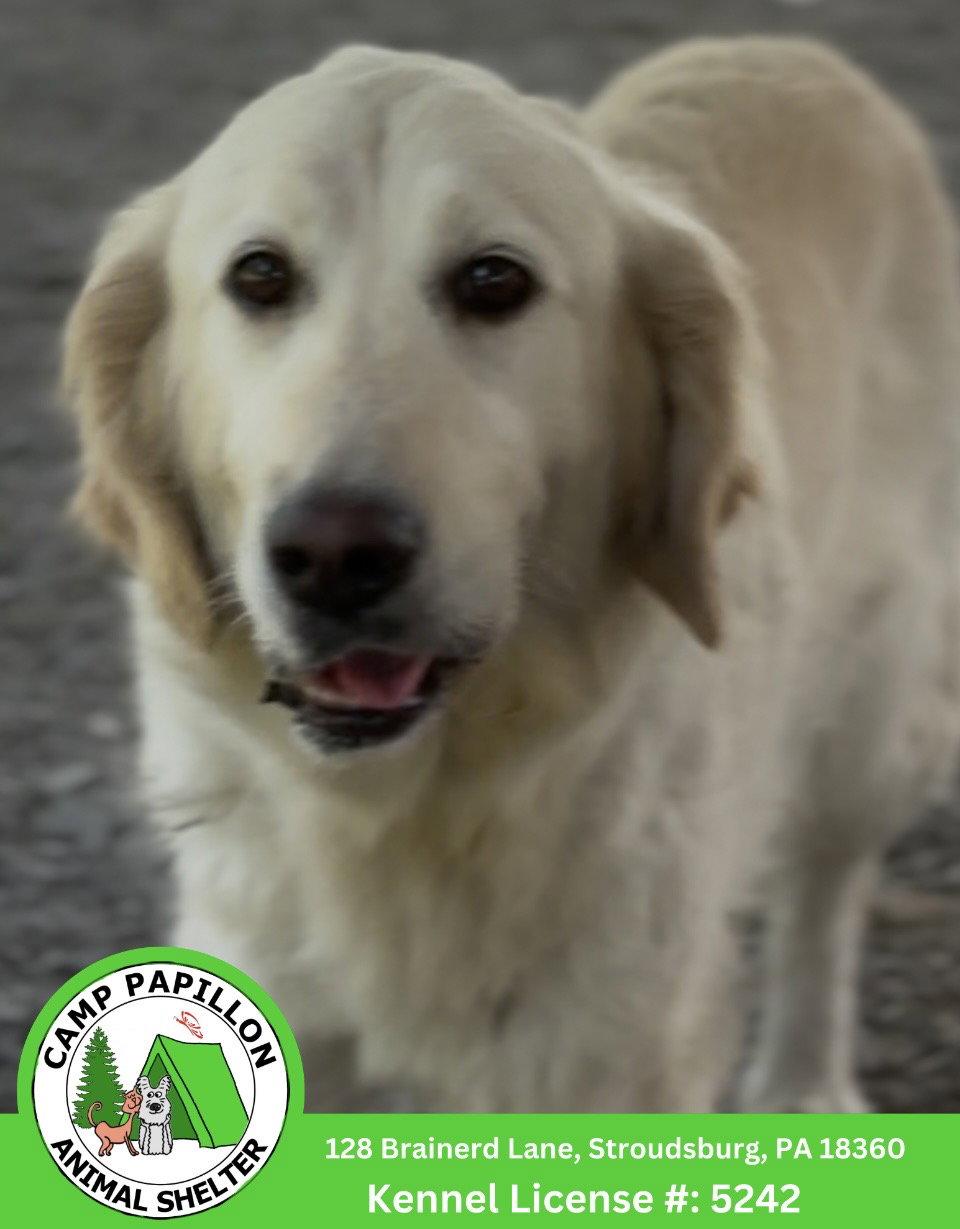 Izzy, Adopted, Adult Female Golden Retriever.