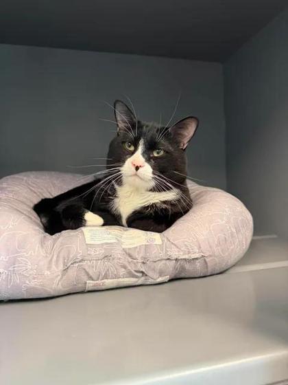 Sombr, Adoptable, Young Male Domestic Short Hair & Domestic Short Hair.