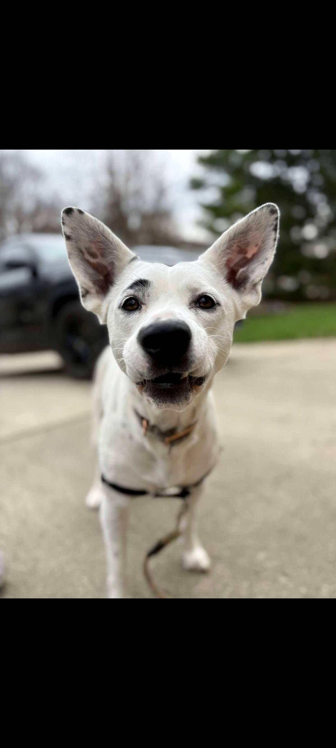 Sugar, Adoptable, Adult Female Dalmatian & Terrier.
