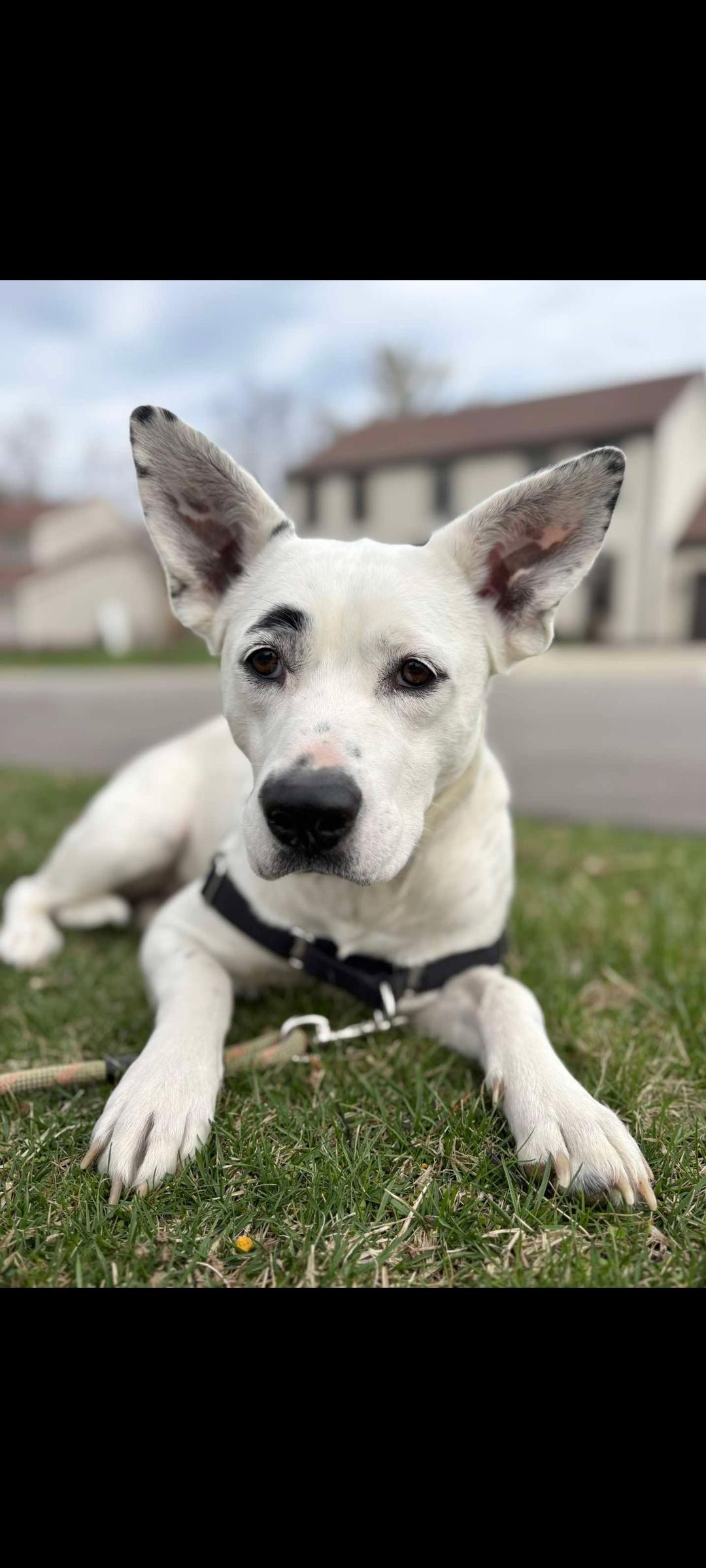Enlarge Sugar, a Adoptable mixed breed in Lewis Center, OH image 2/6