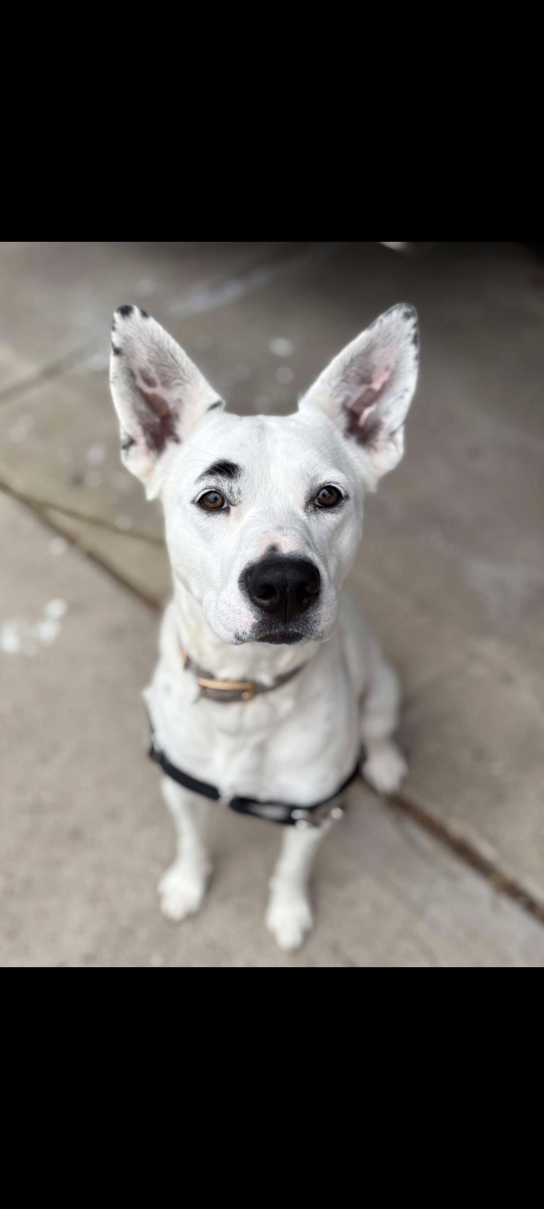 Enlarge Sugar, a Adoptable mixed breed in Lewis Center, OH image 3/6