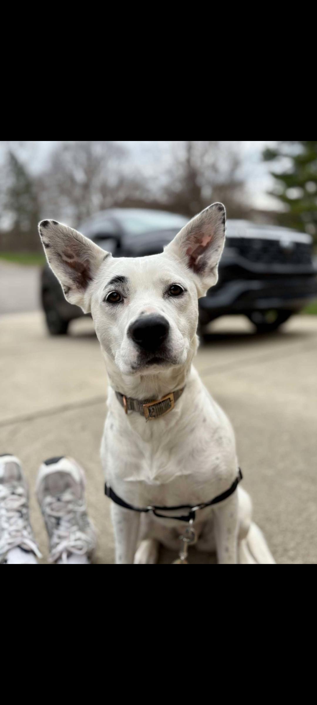 Enlarge Sugar, a Adoptable mixed breed in Lewis Center, OH image 4/6