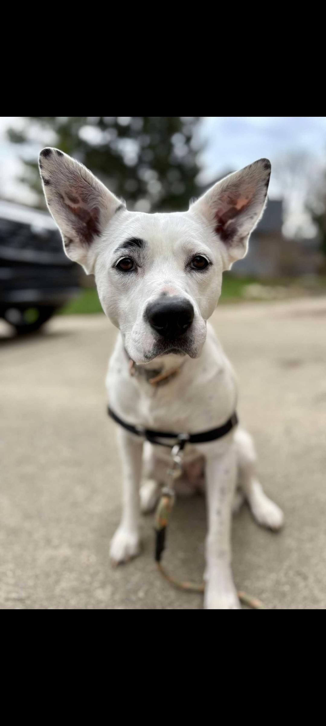 Enlarge Sugar, a Adoptable mixed breed in Lewis Center, OH image 6/6