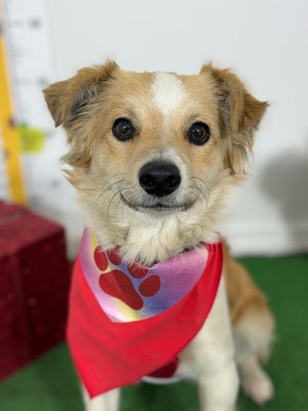 Enlarge Maximus, a Adoptable mixed breed in Reno, NV image 1/1