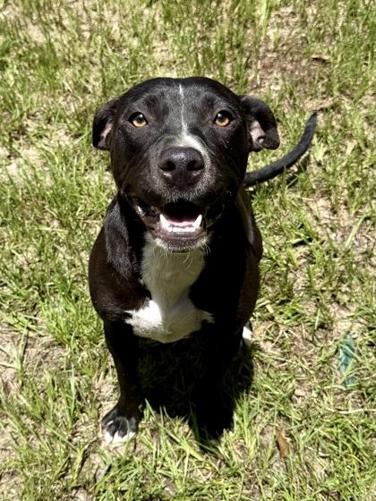 Remi, Adoptable, Young Male Retriever & Mixed Breed.