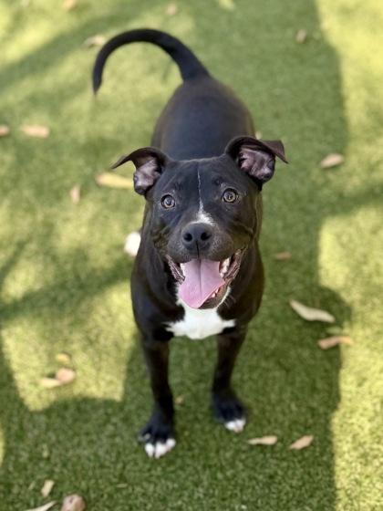 Enlarge Remi, a Adoptable mixed breed in Picayune, MS image 1/3