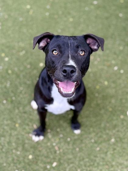 Enlarge Remi, a Adoptable mixed breed in Picayune, MS image 1/3