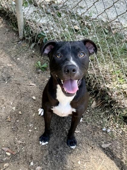 Remi, a Adoptable mixed breed in Picayune, MS image 2/3