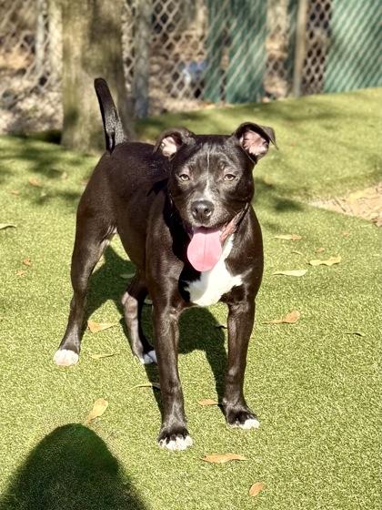 Remi, a Adoptable mixed breed in Picayune, MS image 3/3
