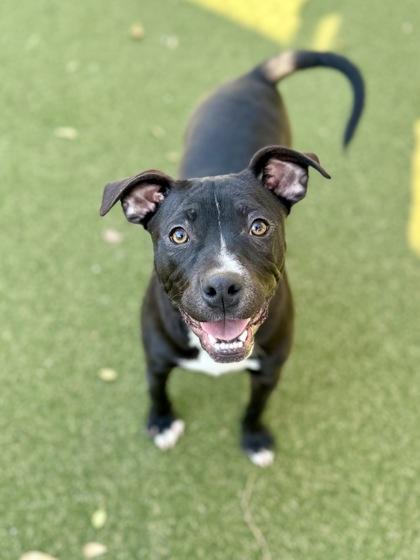 Enlarge Remi, a Adoptable mixed breed in Picayune, MS image 3/3