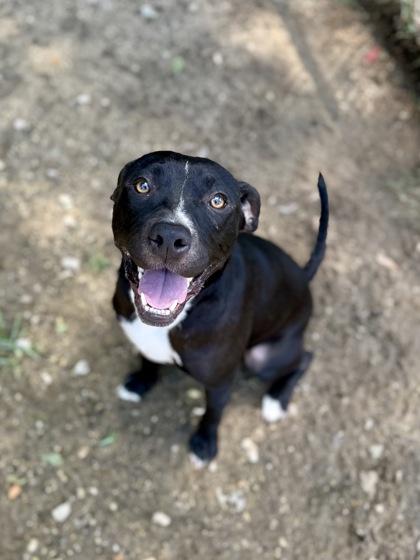 Remi, a Adoptable mixed breed in Picayune, MS image 3/3