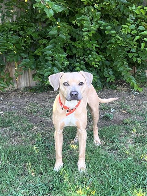 OLIVER, Adoptable, Young Male Black Mouth Cur & Mixed Breed.