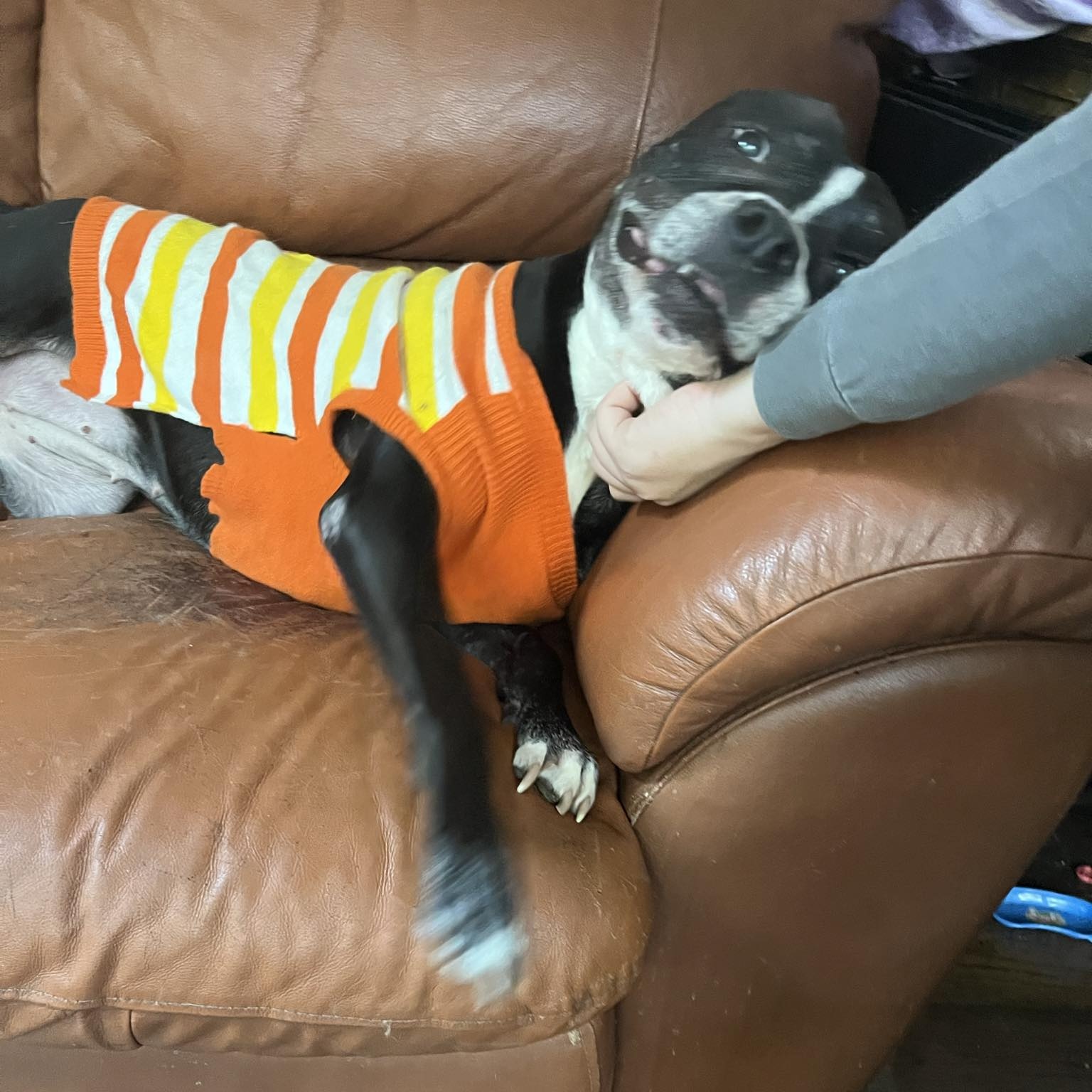 Enlarge Minnie, a Adopted American Staffordshire Terrier in Chesapeake Beach, MD image 6/6