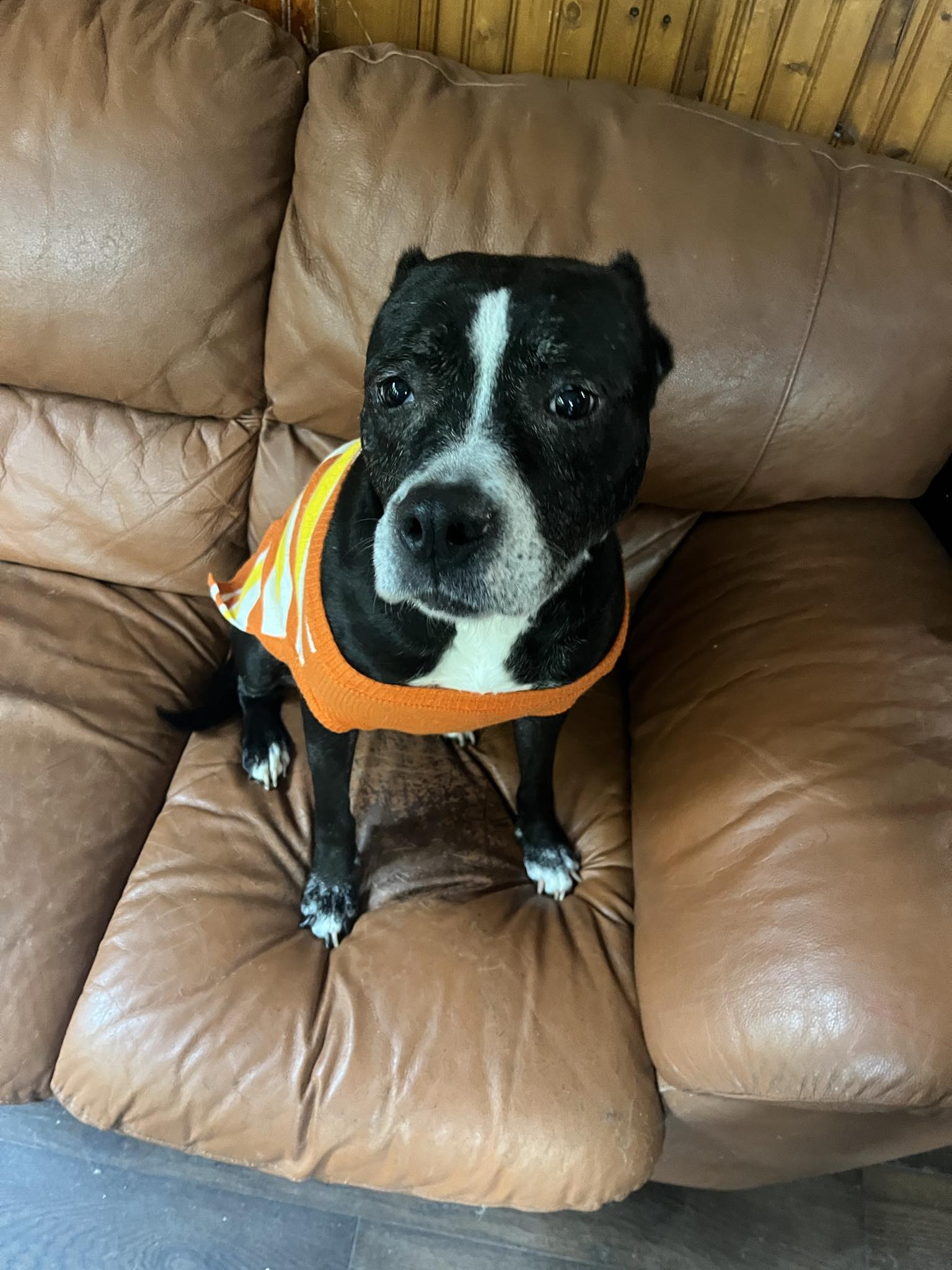 Enlarge Minnie, a Adopted American Staffordshire Terrier in Chesapeake Beach, MD image 3/6