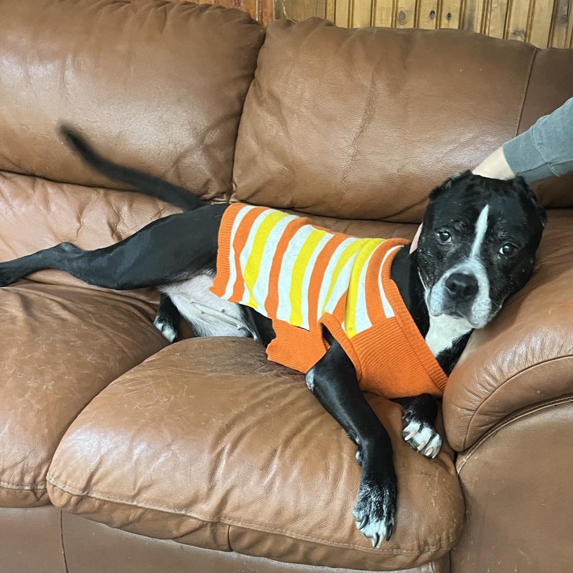 Enlarge Minnie, a Adopted American Staffordshire Terrier in Chesapeake Beach, MD image 1/6