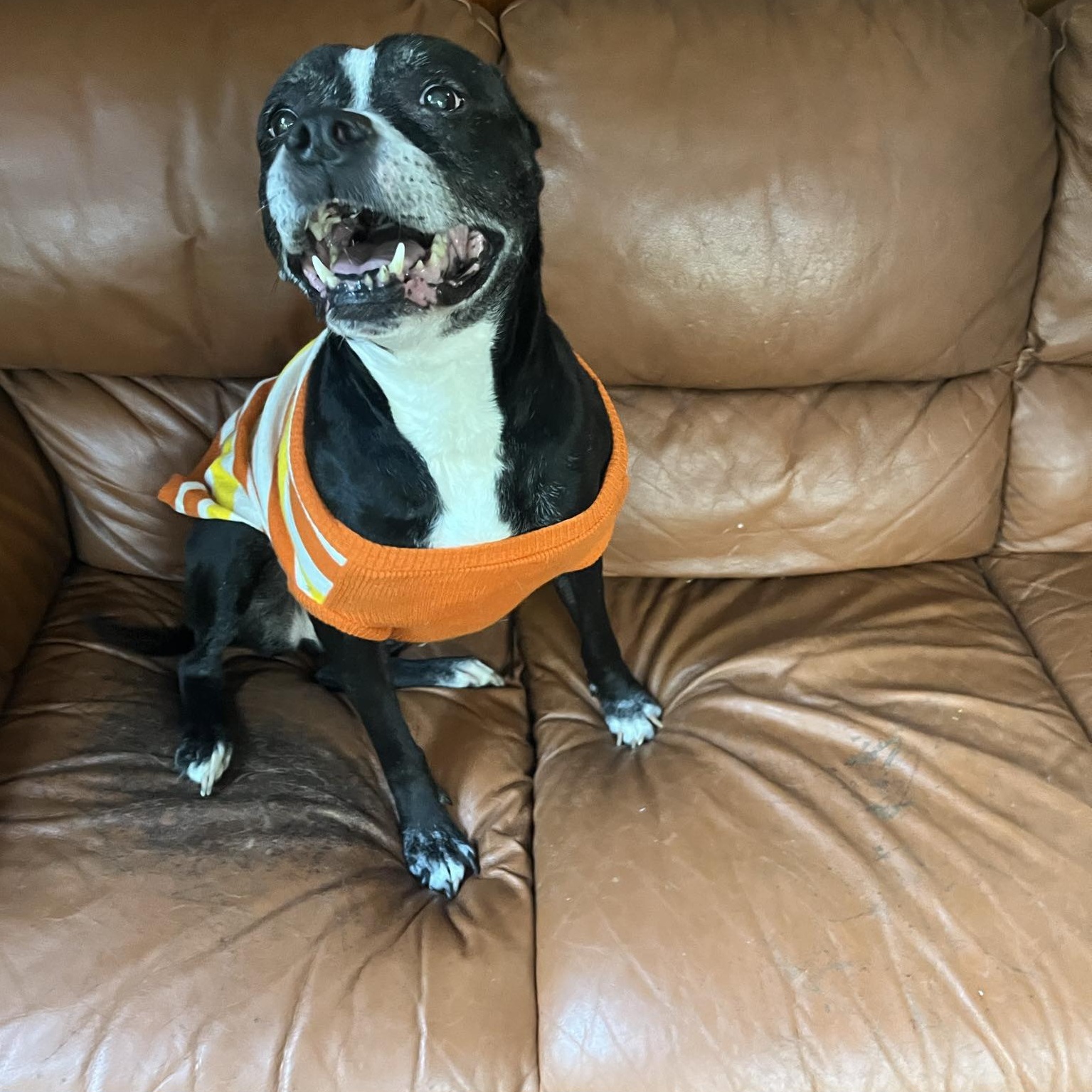 Enlarge Minnie, a Adopted American Staffordshire Terrier in Chesapeake Beach, MD image 5/6