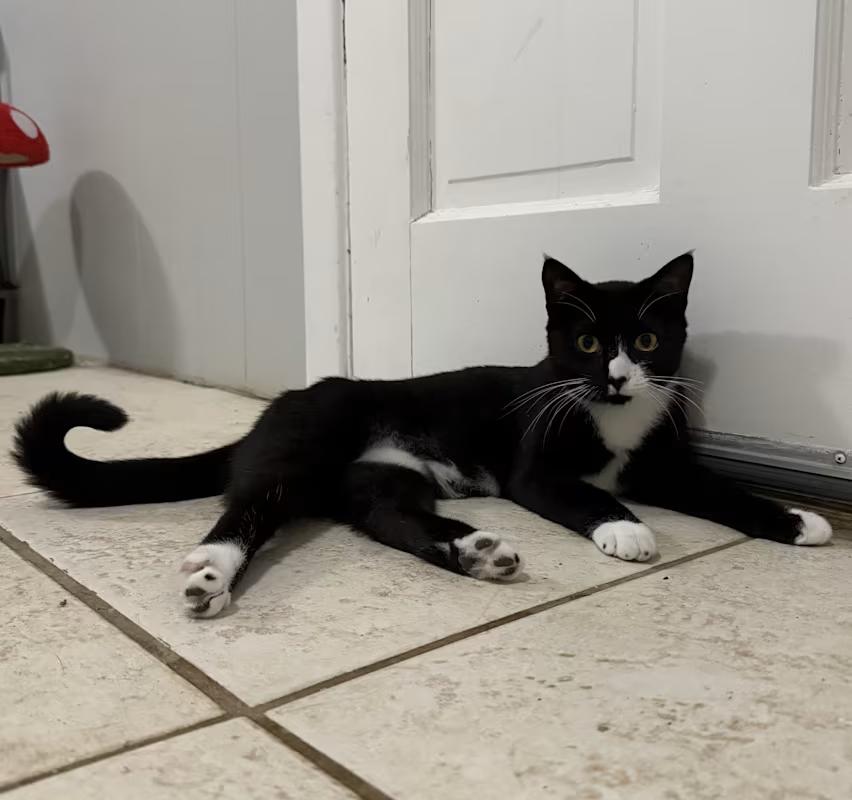 Enlarge Summer, a Adoptable Domestic Short Hair in Tallahassee, FL image 2/2