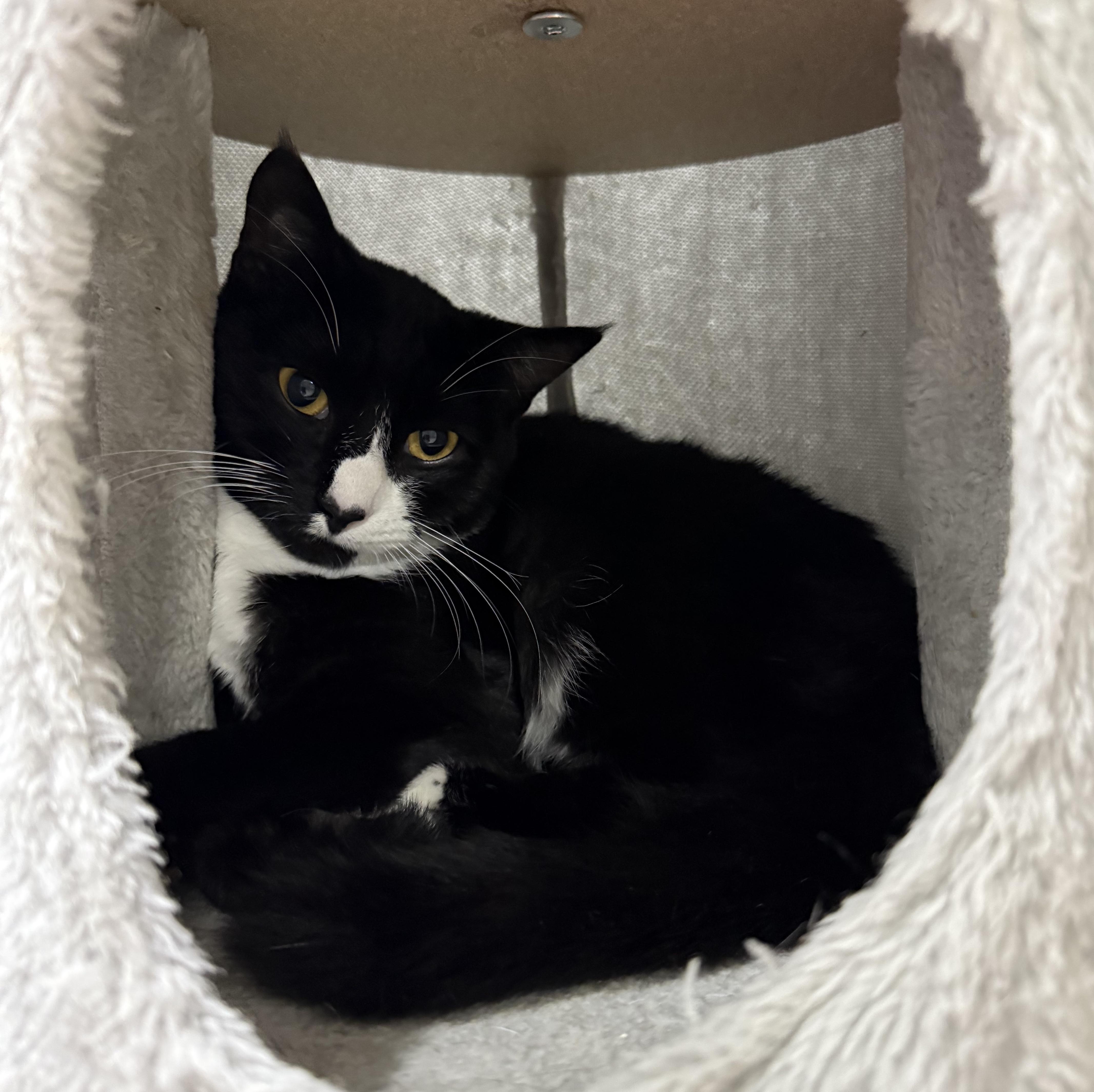 Summer, Adoptable, Young Female Domestic Short Hair.