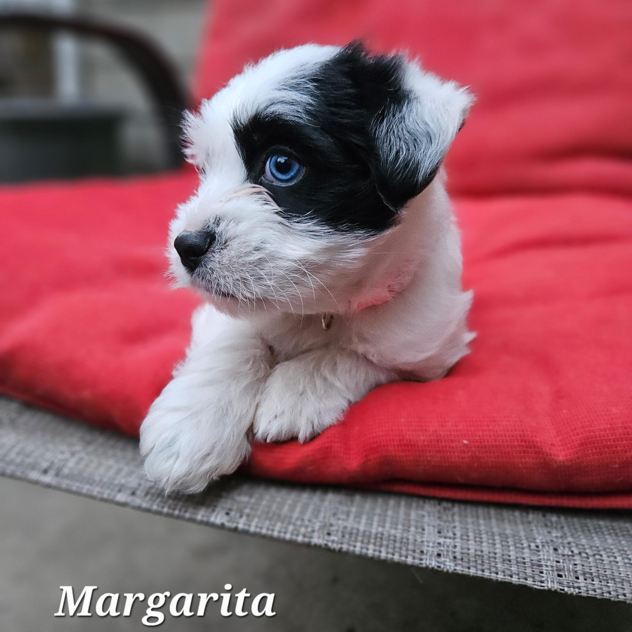 Enlarge Margherita, an adopted mixed breed in clayton , CA image 3/4