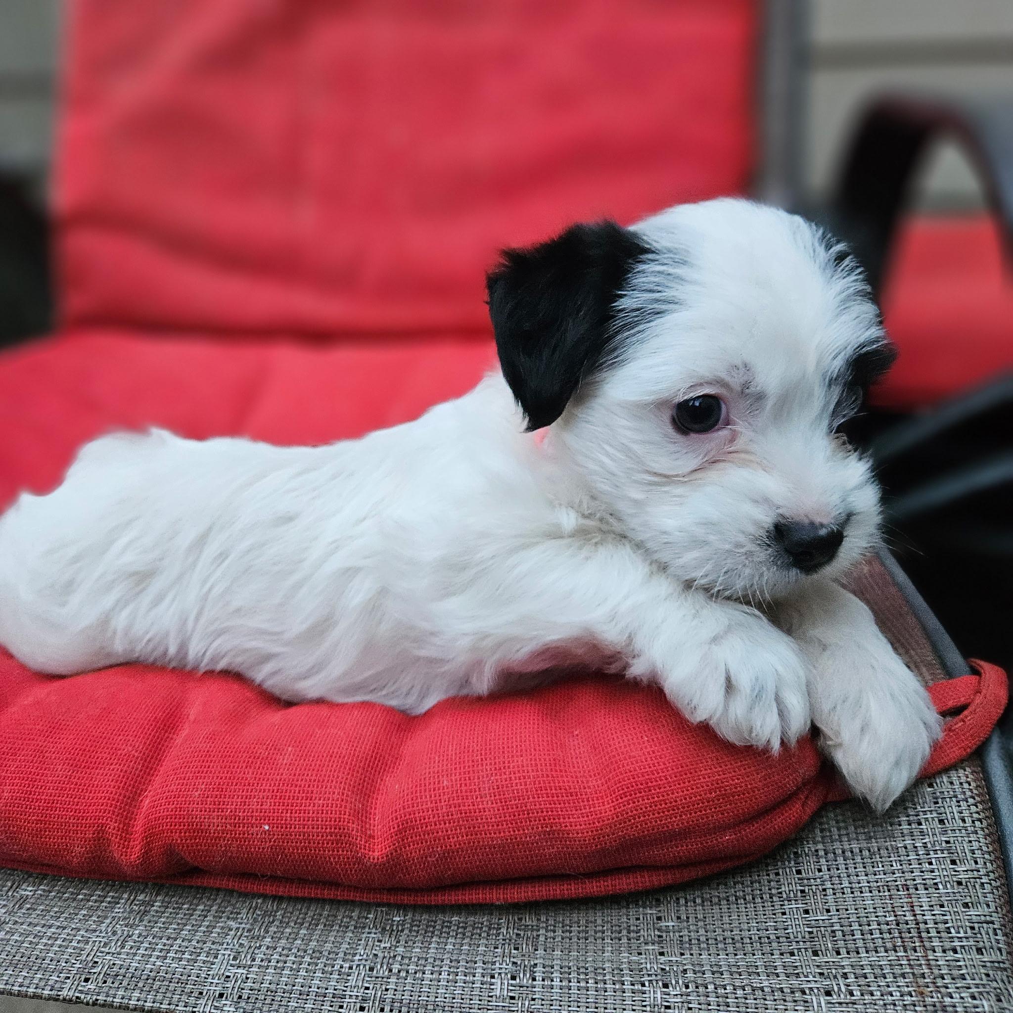 Margherita, adopted, Puppy Female Tibetan Terrier & Border Collie.