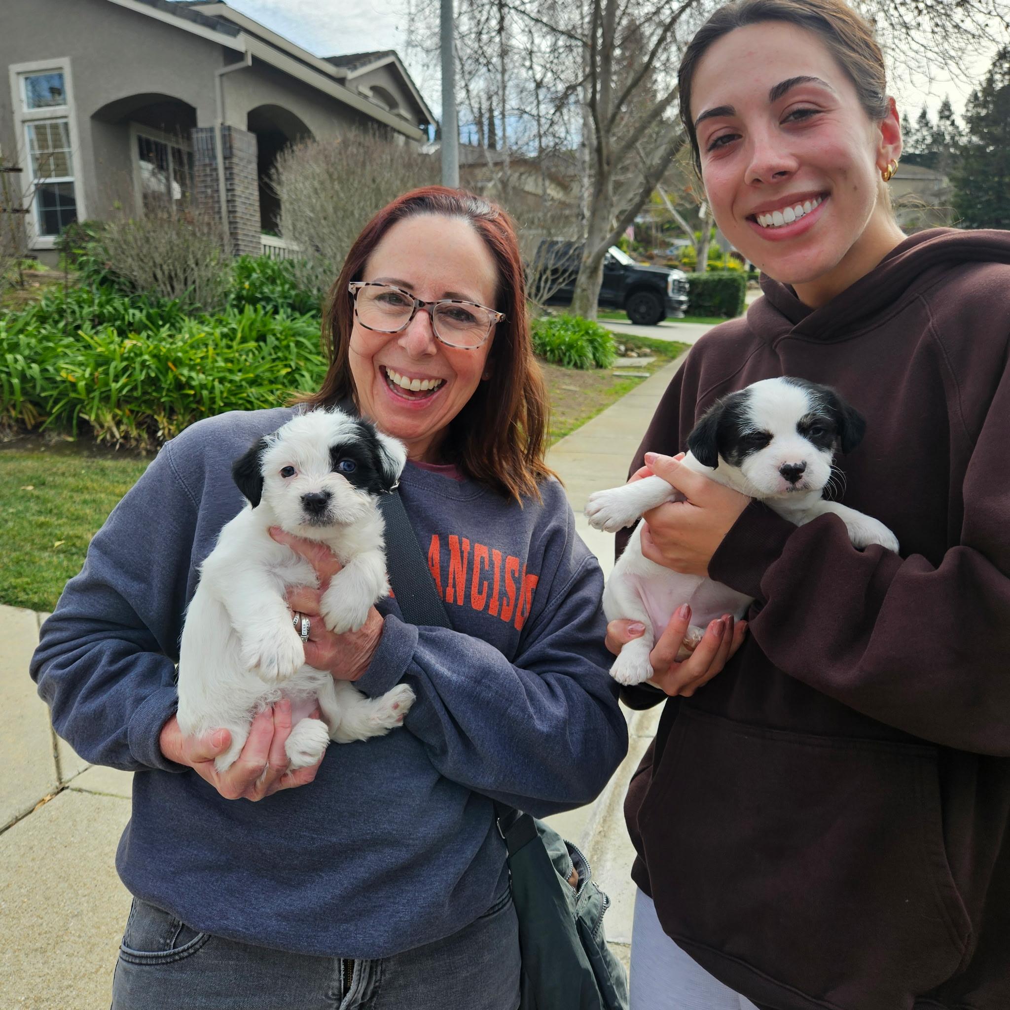 Enlarge Margherita, an adopted mixed breed in clayton , CA image 2/4