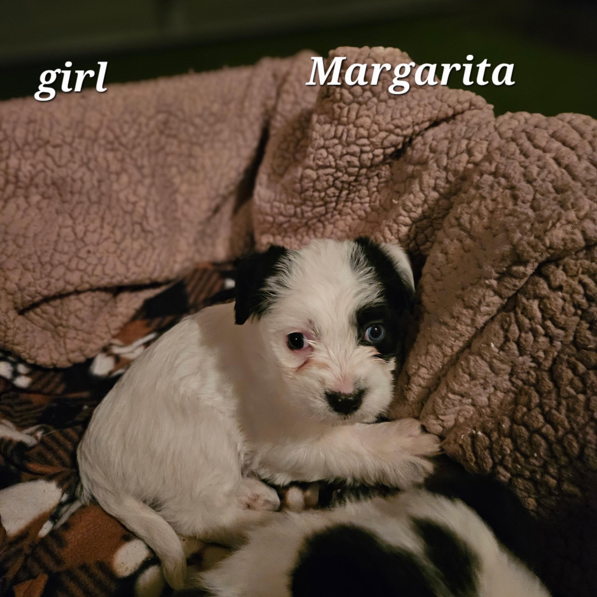 Enlarge Margherita, an adopted mixed breed in clayton , CA image 4/4