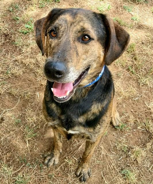 Enlarge HUDSON, a Adoptable Plott Hound in Sacramento, CA image 1/1
