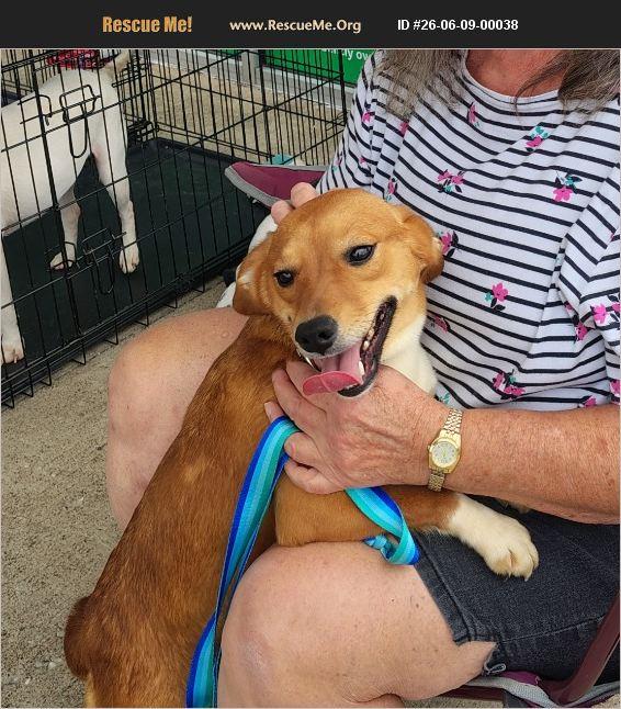 Olivia, Adoptable, Adult Female Beagle & Dachshund.