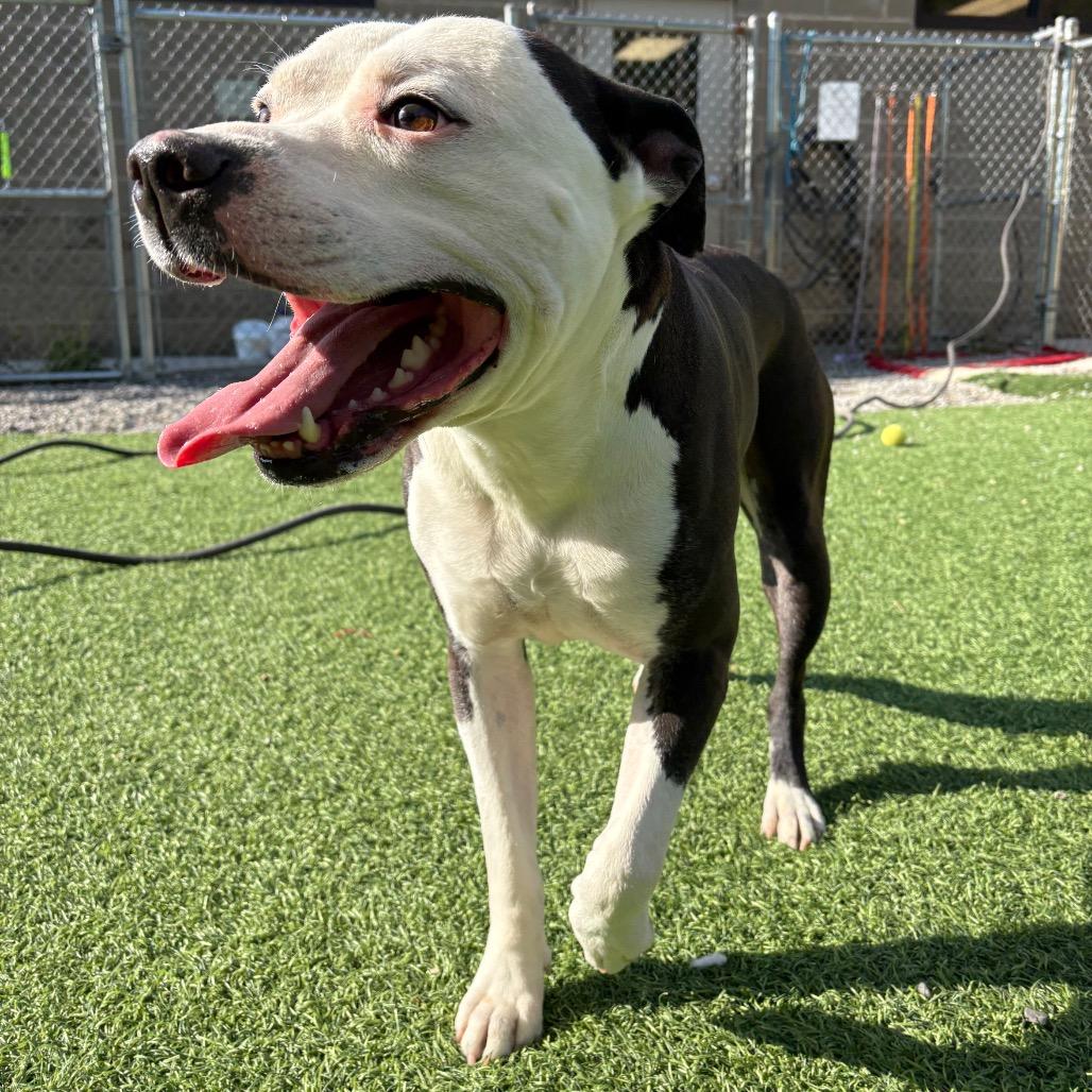 Moe, Adoptable, Adult Male Mixed Breed.