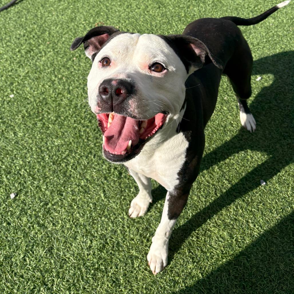 Moe, a Adoptable Mixed Breed in Batavia, OH image 2/6