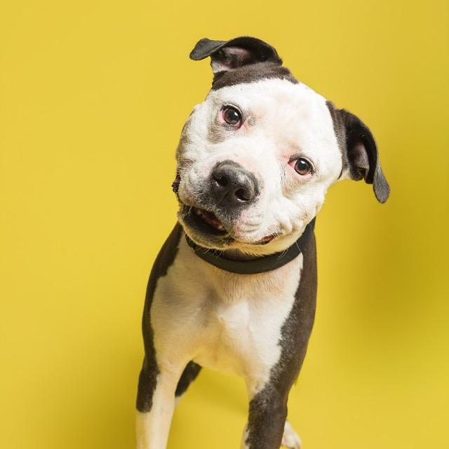 Moe, a Adoptable Mixed Breed in Batavia, OH image 4/6