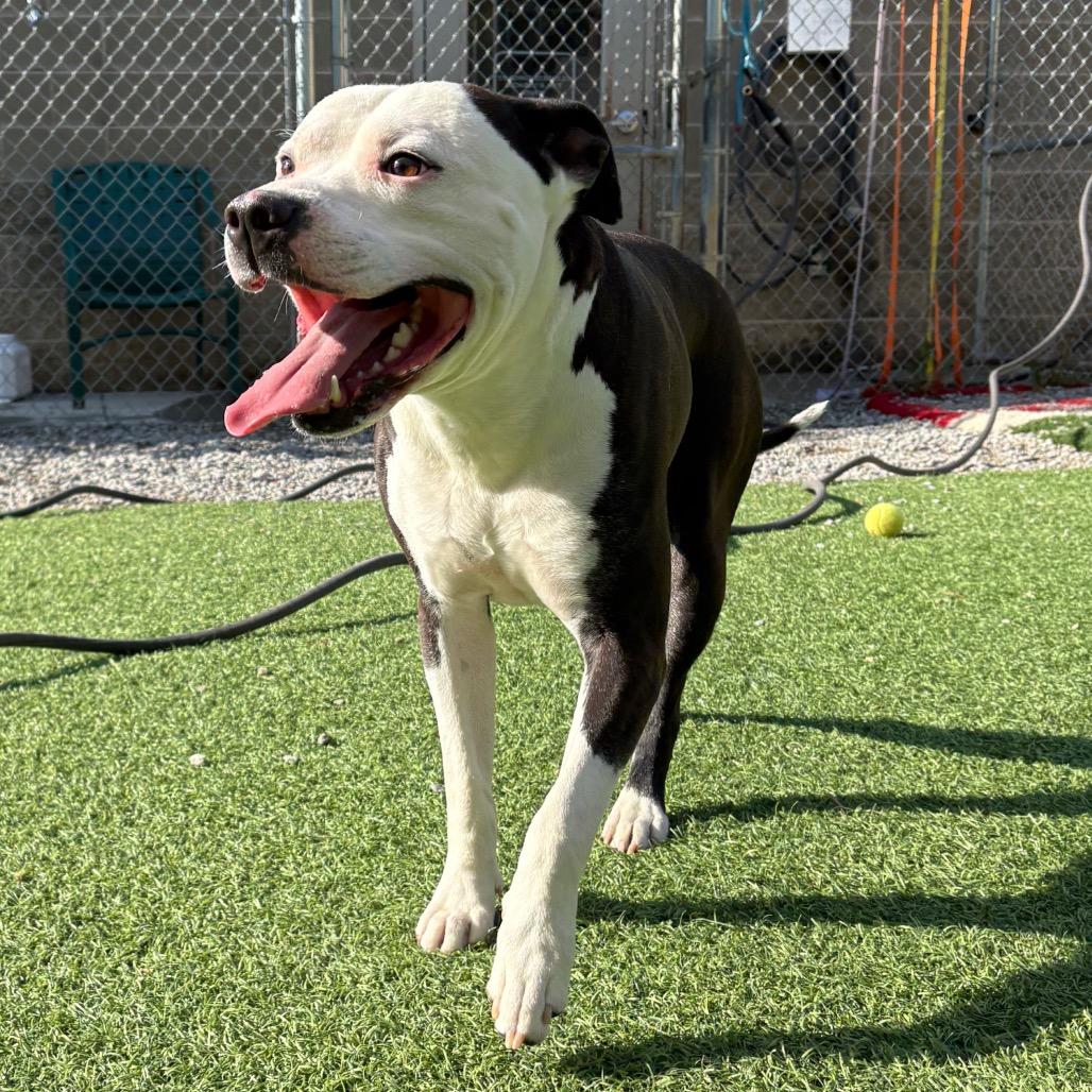 Moe, a Adoptable Mixed Breed in Batavia, OH image 5/6