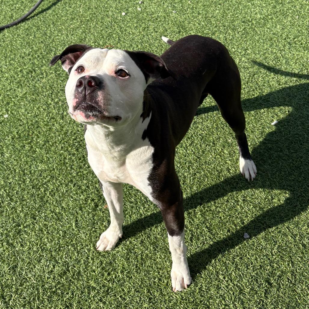 Moe, a Adoptable Mixed Breed in Batavia, OH image 6/6
