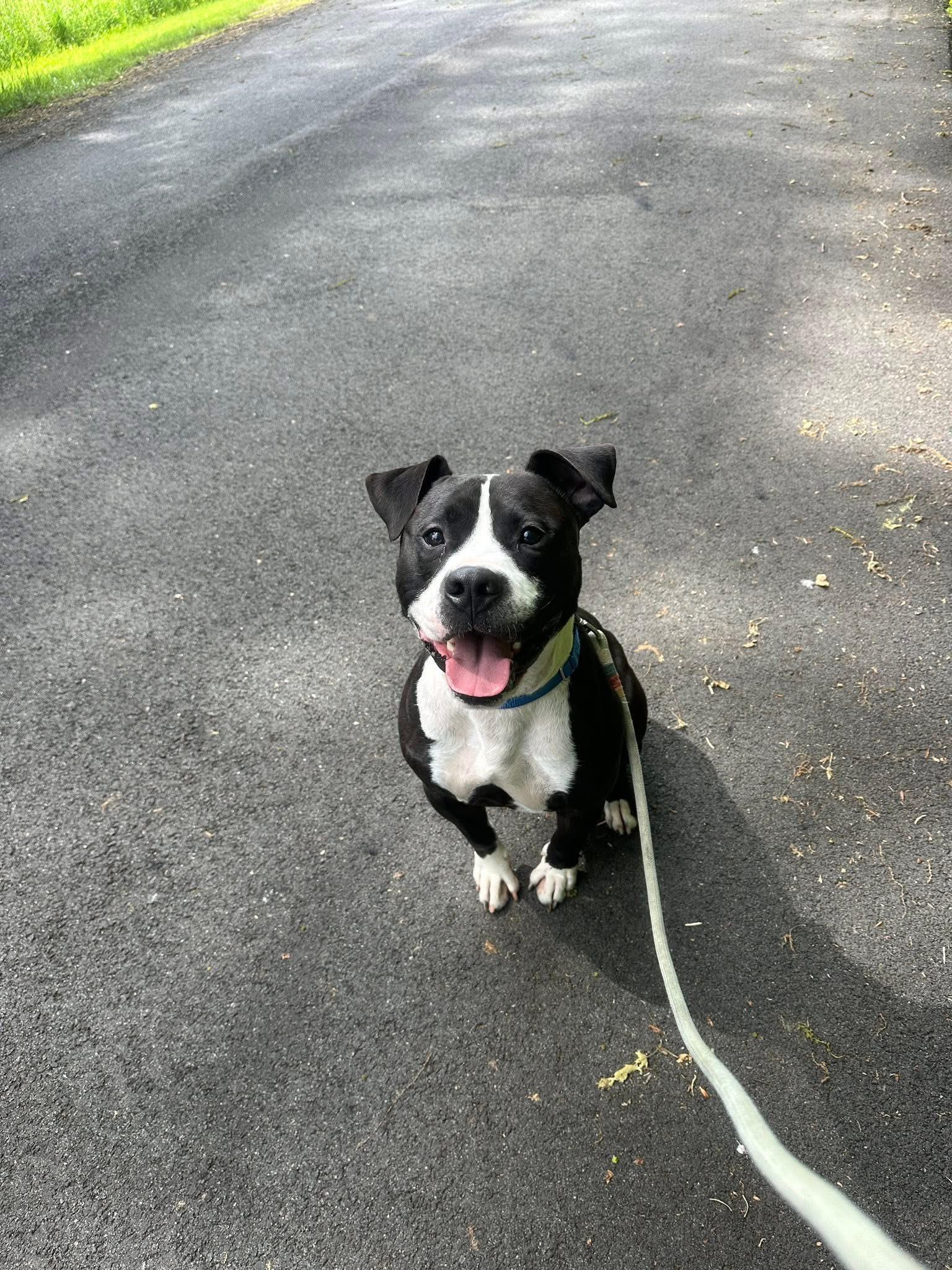 Vader, Adult Male American Bulldog